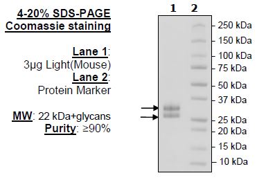 LIGHT, His-Tag (Mouse) Recombinant – Figure 1 of 2