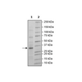 Lin28A, FLAG-Avi-Tag, Biotin-Labeled Recombinant – Figure 1 of 2