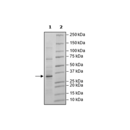 Lin28A, FLAG-Avi-Tag, Biotin-Labeled Recombinant – Figure 1 of 2