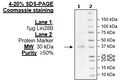 Lin28B, FLAG-Avi-Tag, Biotin-Labeled Recombinant – Figure 1 of 1
