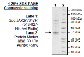 JAK2 (V617F) (JH2 Domain), His-Avi-Tag, Biotin-Labeled Recombinant – Figure 1 of 1
