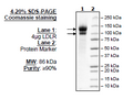 LDLR, FLAG-Tag, Eu-labeled Recombinant – Figure 1 of 5