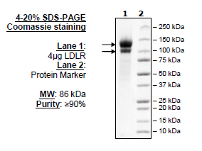 LDLR, FLAG-Tag, Eu-labeled Recombinant – Figure 1 of 5