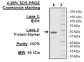 IDO1, His-Avi-Tag, Biotin Labeled Recombinant – Figure 1 of 2
