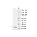 TIM-3, Avi-Tag, Biotin Labeled (Human) Recombinant – Figure 1 of 1