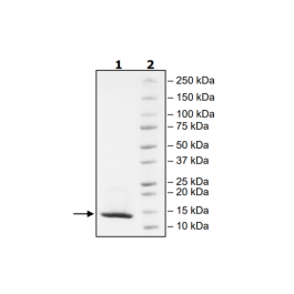 TIM-3, Avi-Tag, Biotin Labeled (Human) Recombinant – Figure 1 of 1