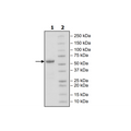 CD40, Fc Fusion (IgG1) Avi-Tag, Biotin Labeled Recombinant – Figure 1 of 3