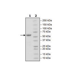 CD40, Fc Fusion (IgG1) Avi-Tag, Biotin Labeled Recombinant – Figure 1 of 3