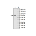 CD27(Mouse), Fc-Fusion (Human), Avi-Tag, Biotin Recombinant – Figure 1 of 1