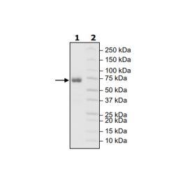 CD27(Mouse), Fc-Fusion (Human), Avi-Tag, Biotin Recombinant – Figure 1 of 1