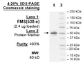 CSF1R, untagged (FMS, CD115) Recombinant – Figure 1 of 1