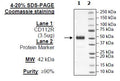 CD112R (PVRIG), Fc-Fusion, Avi-Tag (Human) HiP™ Recombinant – Figure 1 of 2