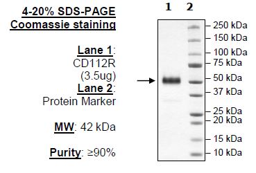 CD112R (PVRIG), Fc-Fusion, Avi-Tag (Human) HiP™ Recombinant – Figure 1 of 2