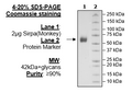 SIRP-α (CD172a), Avi-His-Tag (Monkey) HiP™ Recombinant – Figure 1 of 3