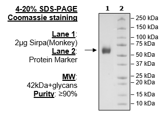 SIRP-α (CD172a), Avi-His-Tag (Monkey) HiP™ Recombinant – Figure 1 of 3
