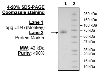 CD47 (Monkey), Fc Fusion (Human), Avi-Tag HiP™ Recombinant – Figure 1 of 3
