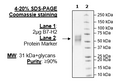 B7-H2, Avi-His-Tag Recombinant – Figure 1 of 2