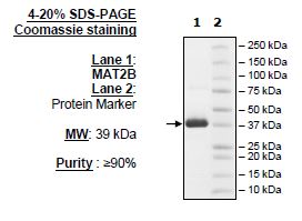 MAT2B, His-Tag Recombinant – Figure 1 of 1