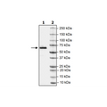 CD73, Avi-His-Tag, Biotin Labeled Recombinant – Figure 1 of 2