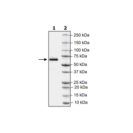 CD73, Avi-His-Tag, Biotin Labeled Recombinant – Figure 1 of 2