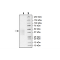 PD-1, Avi-His-Tag, Biotin-Labeled (Mouse) Recombinant – Figure 1 of 1