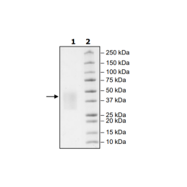 PD-1, Avi-His-Tag, Biotin-Labeled (Mouse) Recombinant – Figure 1 of 1