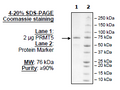 PRMT5, FLAG-Avi-Tag, Biotin-Labeled Recombinant – Figure 1 of 1