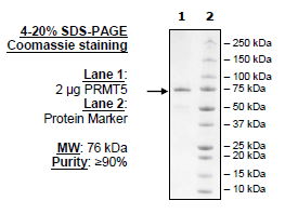PRMT5, FLAG-Avi-Tag, Biotin-Labeled Recombinant – Figure 1 of 1