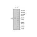 TIGIT, Fc Fusion (IgG1) Avi-Tag, Biotin (Mouse) HiP™ Recombinant – Figure 1 of 4