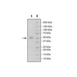 TIGIT, Fc Fusion (IgG1) Avi-Tag, Biotin (Mouse) HiP™ Recombinant – Figure 1 of 4