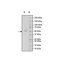 CD112R (PVRIG), Fc-Fusion, Avi-Tag, Biotin-Labeled (Human) HiP™ Recombinant – Figure 1 of 4