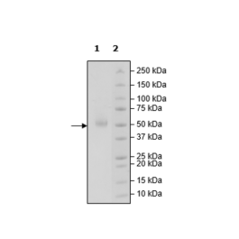 CD112R (PVRIG), Fc-Fusion, Avi-Tag, Biotin-Labeled (Human) HiP™ Recombinant – Figure 1 of 4