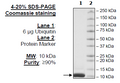 Ubiquitin, His-Tag Recombinant – Figure 1 of 2