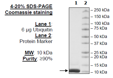 Ubiquitin, His-Tag Recombinant – Figure 1 of 2
