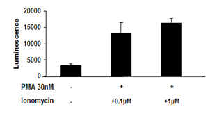 NFAT Reporter - HEK293 Cell Line (PKC/ Ca2+ Pathway) – Figure 1 of 3