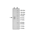 B7-H2, Avi-His-Tag, Biotin-Labeled Recombinant – Figure 1 of 1