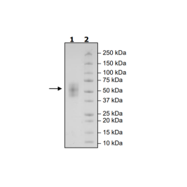 B7-H2, Avi-His-Tag, Biotin-Labeled Recombinant – Figure 1 of 1