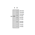 CD47 (Monkey), Fc Fusion (Human), Avi-Tag, Biotin HiP™ Recombinant – Figure 1 of 2