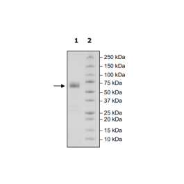 CD47 (Monkey), Fc Fusion (Human), Avi-Tag, Biotin HiP™ Recombinant – Figure 1 of 2