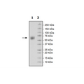 SIRP-α (CD172a), Avi-His-Tag, Biotin (Monkey) HiP™ Recombinant – Figure 1 of 2