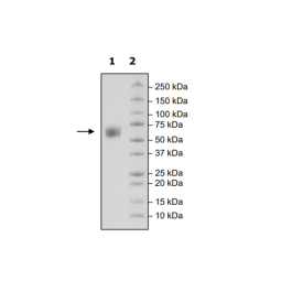 SIRP-α (CD172a), Avi-His-Tag, Biotin (Monkey) HiP™ Recombinant – Figure 1 of 2