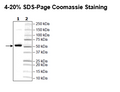 FTO, His-Tag Recombinant – Figure 1 of 2