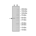 MAT2A, His-Avi-Tag, Biotin-Labeled Recombinant – Figure 1 of 3