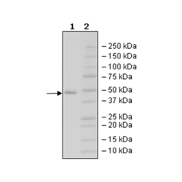MAT2A, His-Avi-Tag, Biotin-Labeled Recombinant – Figure 1 of 3