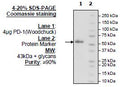 PD-1, Fc Fusion (Woodchuck) Recombinant – Figure 1 of 1