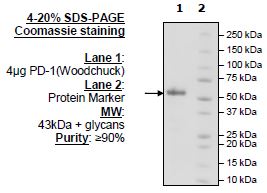 PD-1, Fc Fusion (Woodchuck) Recombinant – Figure 1 of 1