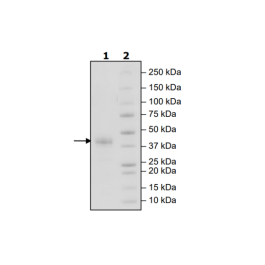 PDPN, Fc-Fusion, Avi-Tag, Biotin-Labeled HiP™ Recombinant – Figure 1 of 2