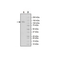 CSF1R, Fc-Fusion, Avi-Tag, Biotin-Labeled Recombinant – Figure 1 of 1