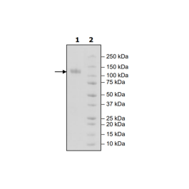 CSF1R, Fc-Fusion, Avi-Tag, Biotin-Labeled Recombinant – Figure 1 of 1