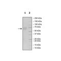 OX40, Fc-Fusion, Avi-Tag, Biotin-Labeled (Mouse) HiP™ Recombinant – Figure 1 of 2